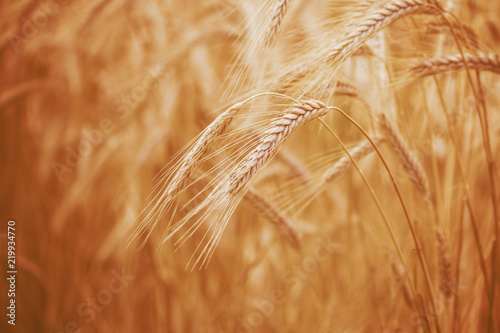 Spelt (Triticum spelta). Cereal. Grain crop, species of the genus Corn (Triticum).