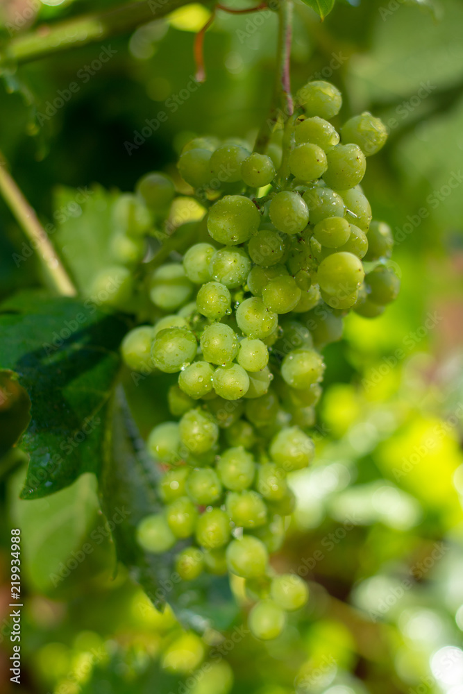 White wine riesling grapes riping on grape plant in summer time White wine riesling grapes riping on grape plant in summer time