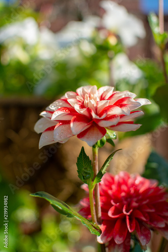 Fototapeta Naklejka Na Ścianę i Meble -  Colorful dahlia flowers in summer garden