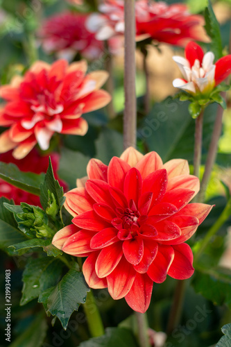 Fototapeta Naklejka Na Ścianę i Meble -  Colorful dahlia flowers in summer garden