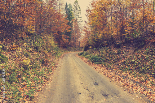 Country road in autumn forest, october landscape, image toned