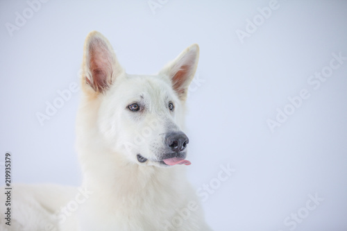 A white dog is sticking his tongue out.