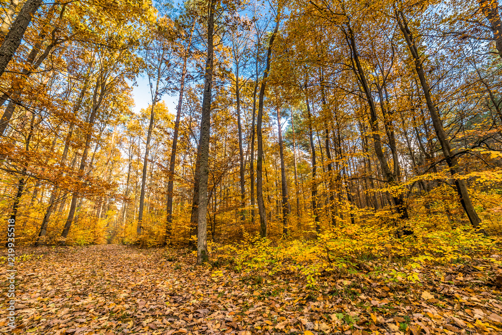 Obraz premium Landscape of autumn park, path with fallen leaves
