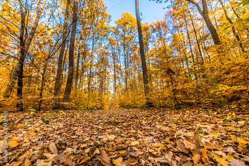 Landscape of autumn park  path with fallen leaves