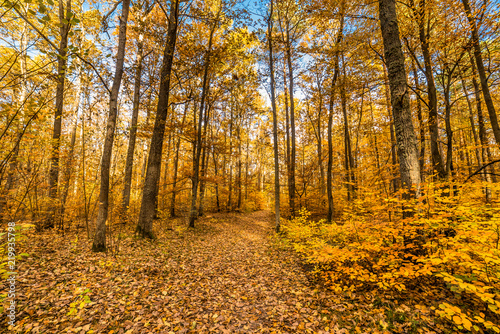 Path in the forest, autumn landscape, nature scenery with yellow trees and leaves