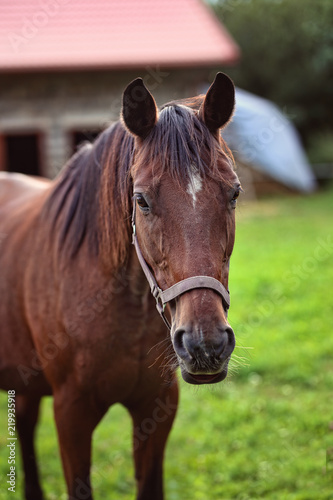 portrait of a brown thoroughbred horse