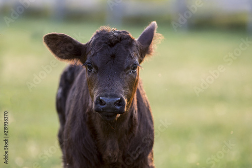 Canvas Print Angus Calf