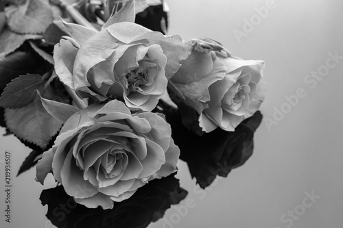 Beautiful Roses. Black And White Photo 2