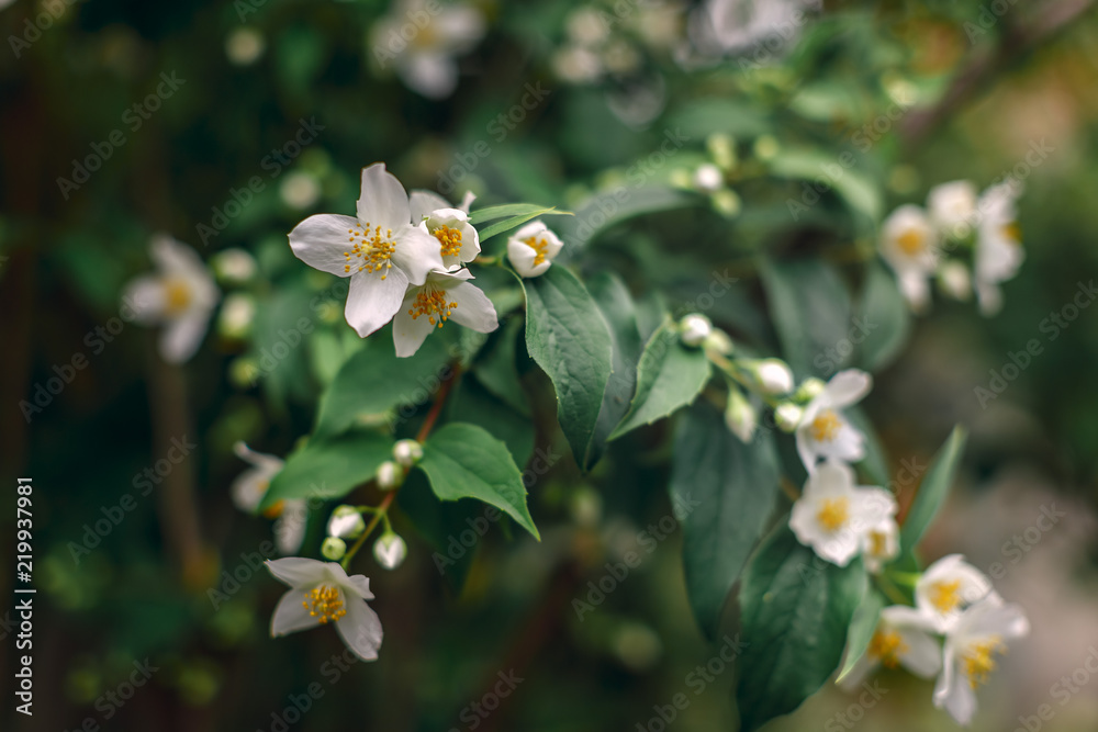 Beautiful blooming flowers Beautiful blooming flowers