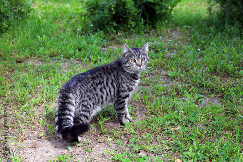Barney's cat