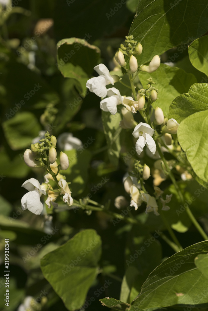 Fototapeta premium Bean plants in the garden, flower