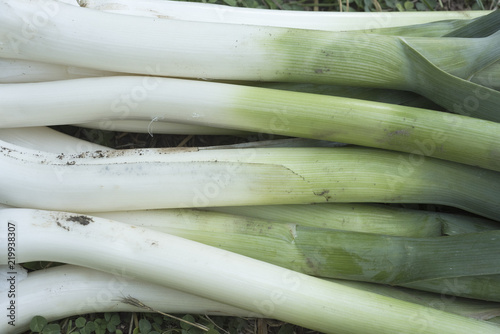Allium ampeloprasum, freshly picked leeks in the garden