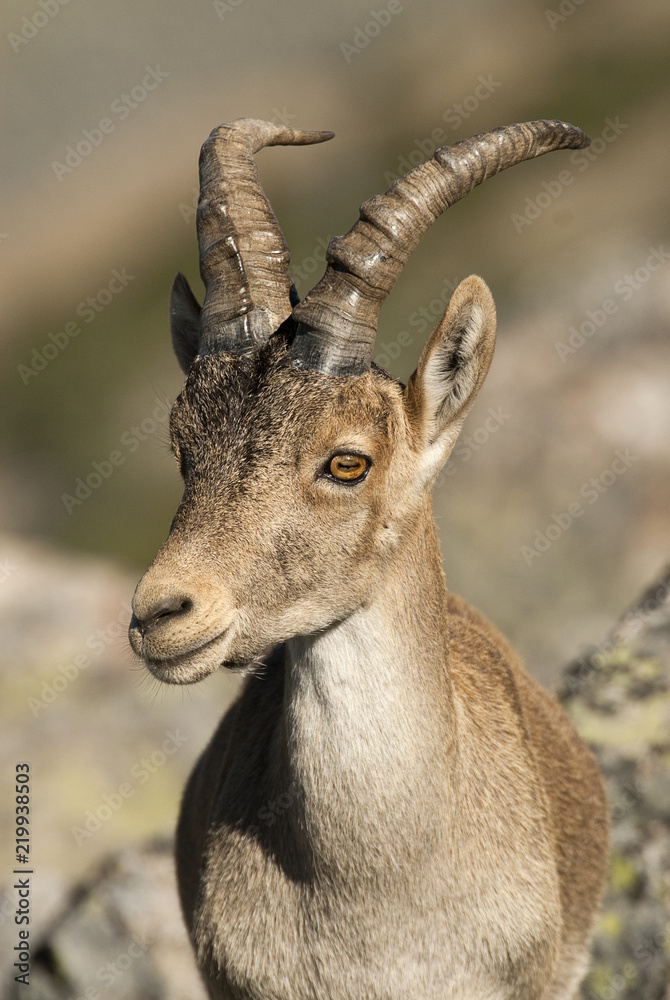 Iberian ibex, Capra pyrenaica, Iberian Ibex, Spain, on top of the rock