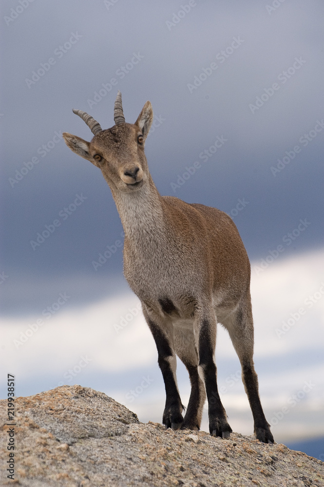 Iberian ibex, Capra pyrenaica, Iberian Ibex, Spain, on top of the rock Iberian ibex, Capra pyrenaica, Iberian Ibex, Spain, on top of the rock