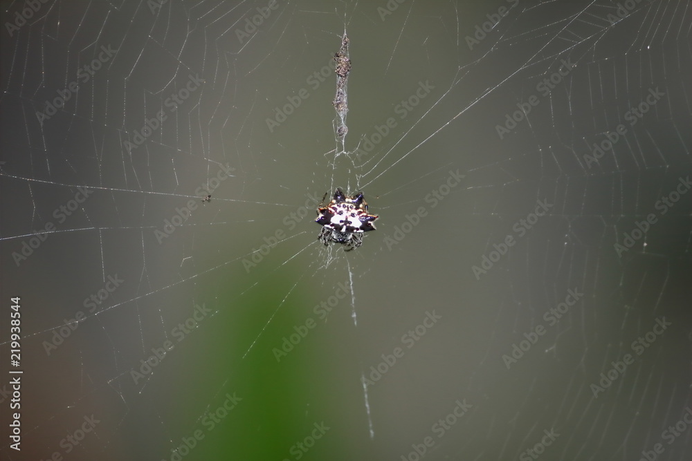danger spider in fresh nature insect in wildlife danger spider in fresh nature insect in wildlife
