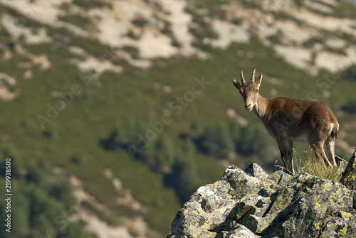Iberian ibex  Capra pyrenaica  Iberian Ibex  Spain  on top of the rock