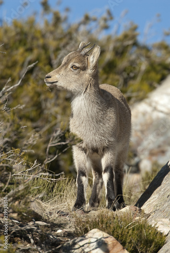 Iberian ibex  Capra pyrenaica  Iberian Ibex  Spain  on top of the rock