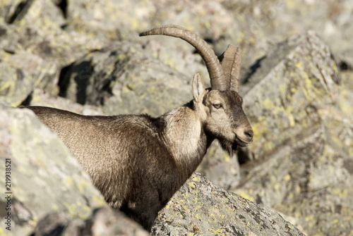 Iberian ibex, Capra pyrenaica, Iberian Ibex, Spain, on top of the rock