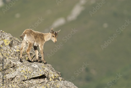 Iberian ibex, Capra pyrenaica, Iberian Ibex, Spain, on top of the rock photo