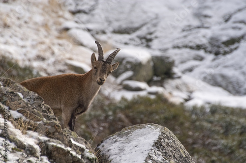 Mountain goat Iberian, Capra pyrenaica, Iberian Ibex, Spain, in the snow