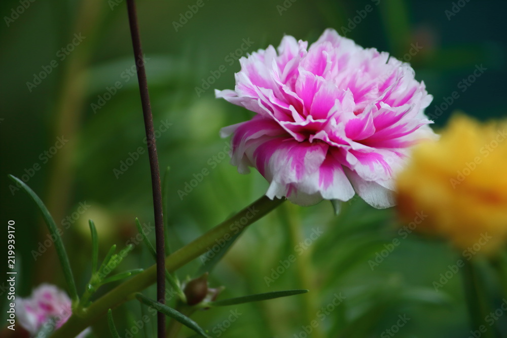 beautiful common purslane flower in fresh garden beautiful common purslane flower in fresh garden
