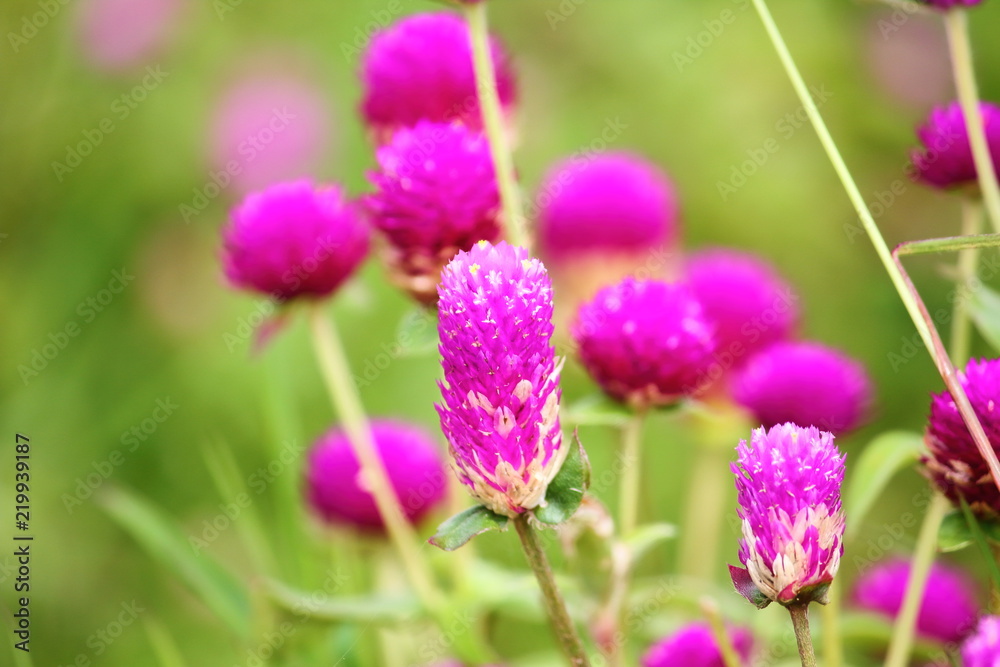 beautiful globe amaranth flower fresh in nature beautiful globe amaranth flower fresh in nature