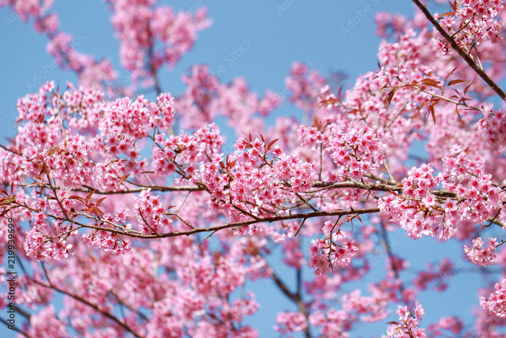 Wild Himalayan Cherry Blossoms in spring season (Prunus cerasoides), Sakura in Thailand, selective focus Wild Himalayan Cherry Blossoms in spring season (Prunus cerasoides), Sakura in Thailand, selective focus