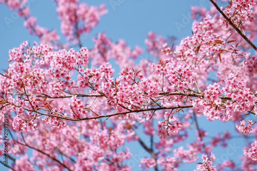 Wild Himalayan Cherry Blossoms in spring season (Prunus cerasoides), Sakura in Thailand, selective focus