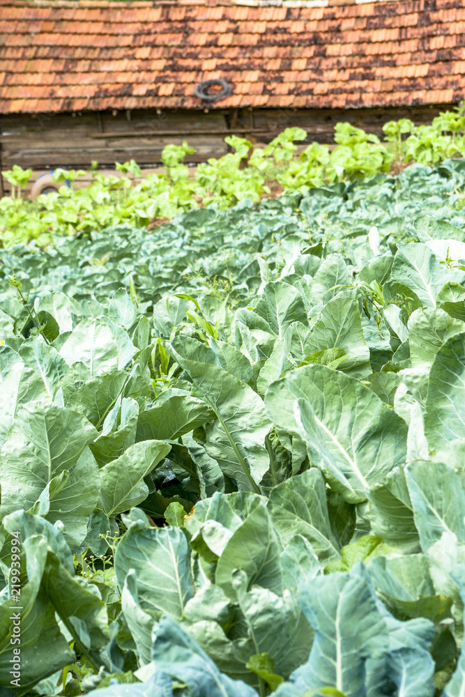 Cabbage and lettuce field in Brazil Cabbage and lettuce field in Brazil