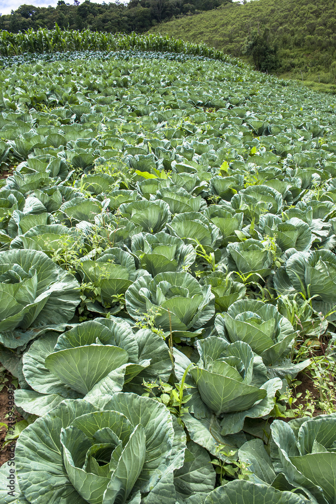 Cabbage field in Brazil Cabbage field in Brazil