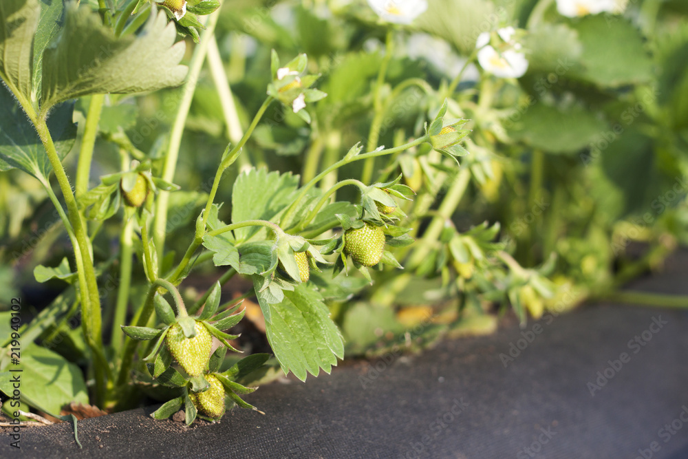 Obraz premium strawberry green berries and bloom