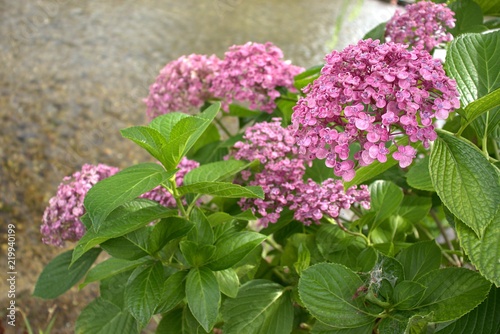 Purple hydrengeas in full bloom, by the river.