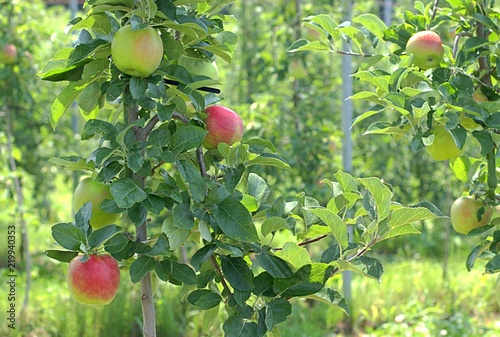 Ripe red apples growing in the orchard.