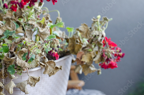 Half-Dead and shriveled plant Pelargonuim, in a plastic pot, on the balcony. Plant after no care, no watering, without sun shine. photo