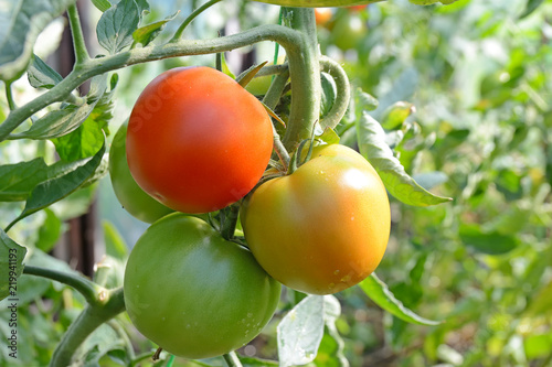 Tomatoes ripen on a branch in a greenhouse
