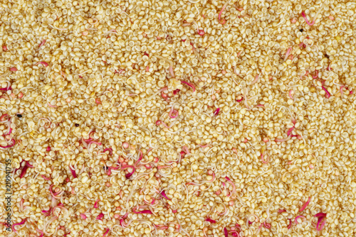 Sprouted amaranth seeds photo