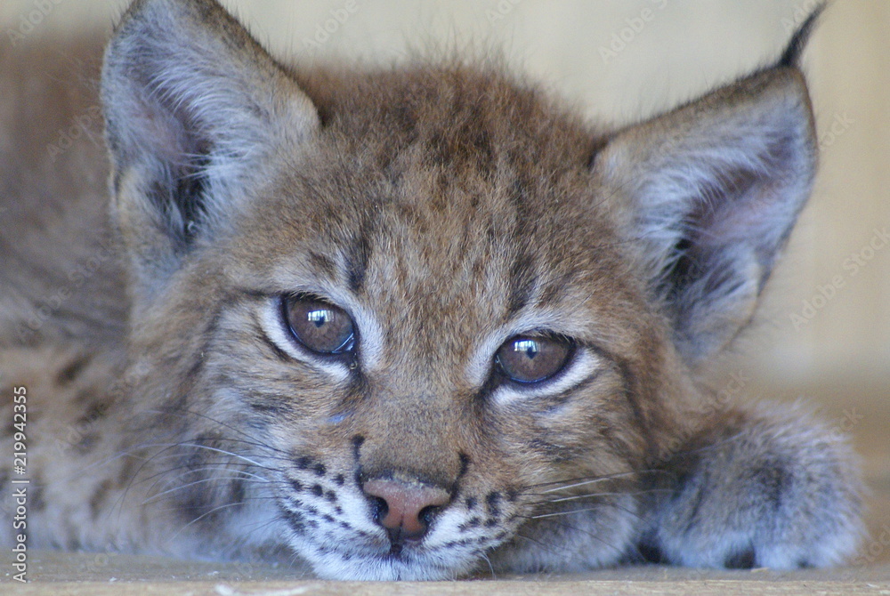 Obraz premium Close - up beautiful muzzle red lynx, tassels on the ears fluffy and black, big eyes, fluffy paws and large. The background light.