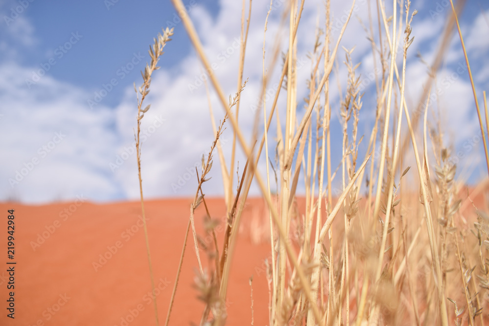 Fototapeta premium Life in a desert