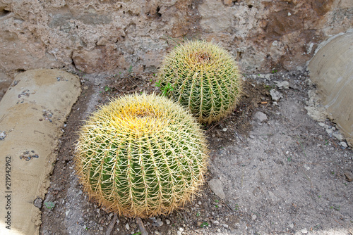 Green cactus with big thorns and spikes. Round big cactus growing in south countries with dry and hot climate.  
 photo