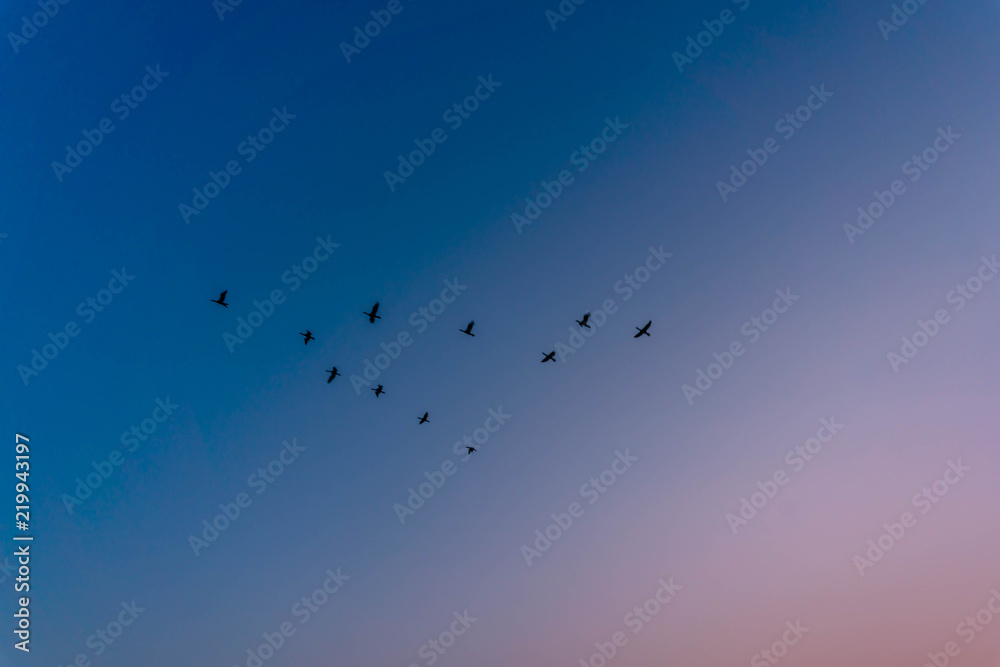 A flock of birds flies to the east at sunset.