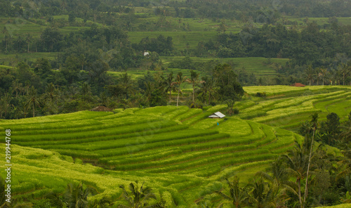 Jatiluwih rice terraces in Bali, Indonesia