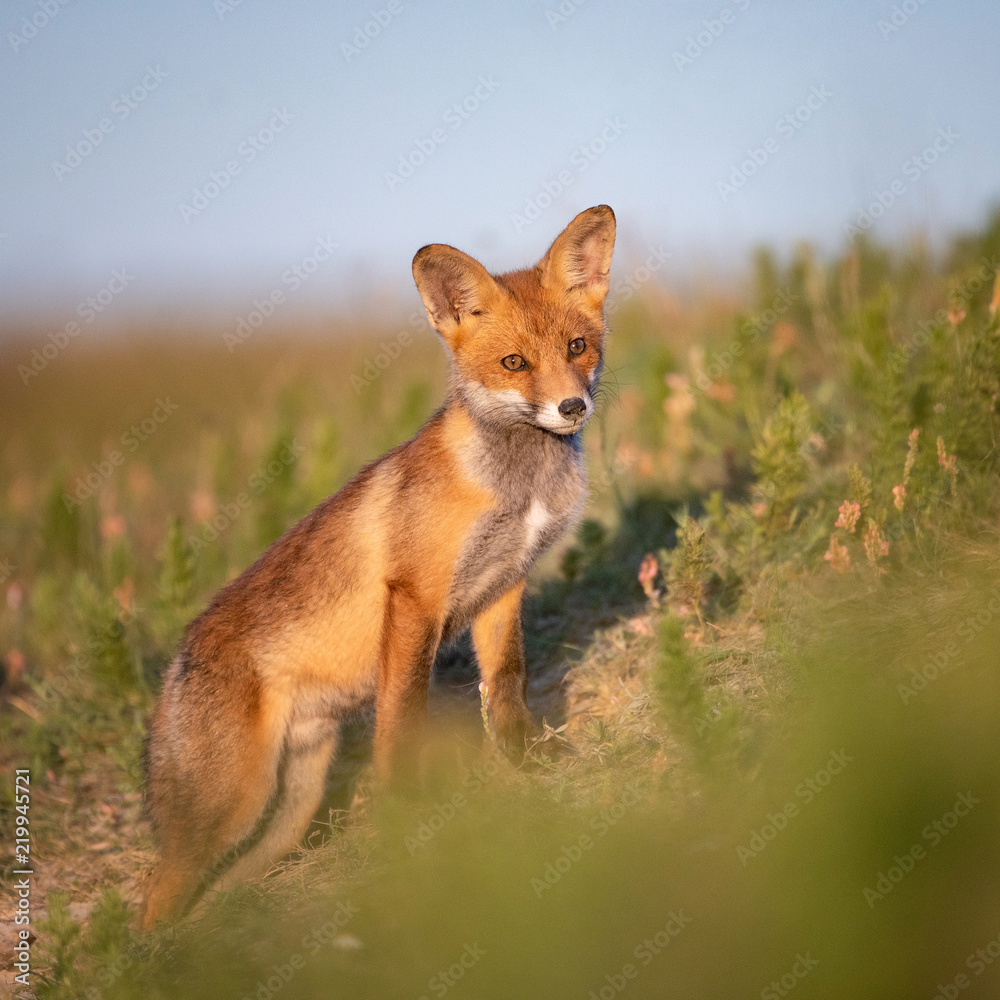 Little Red Fox near his hole in beautiful evening light