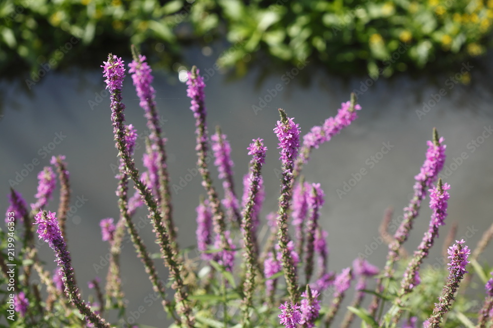 Fototapeta premium Blutweiderich (Lythrum salicaria),