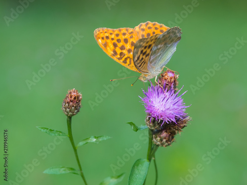 Argynnis paphia (femmina) photo