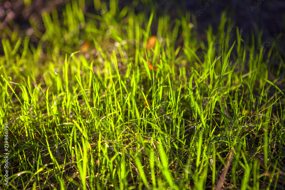 Obraz premium background of fresh green grass in sunlight