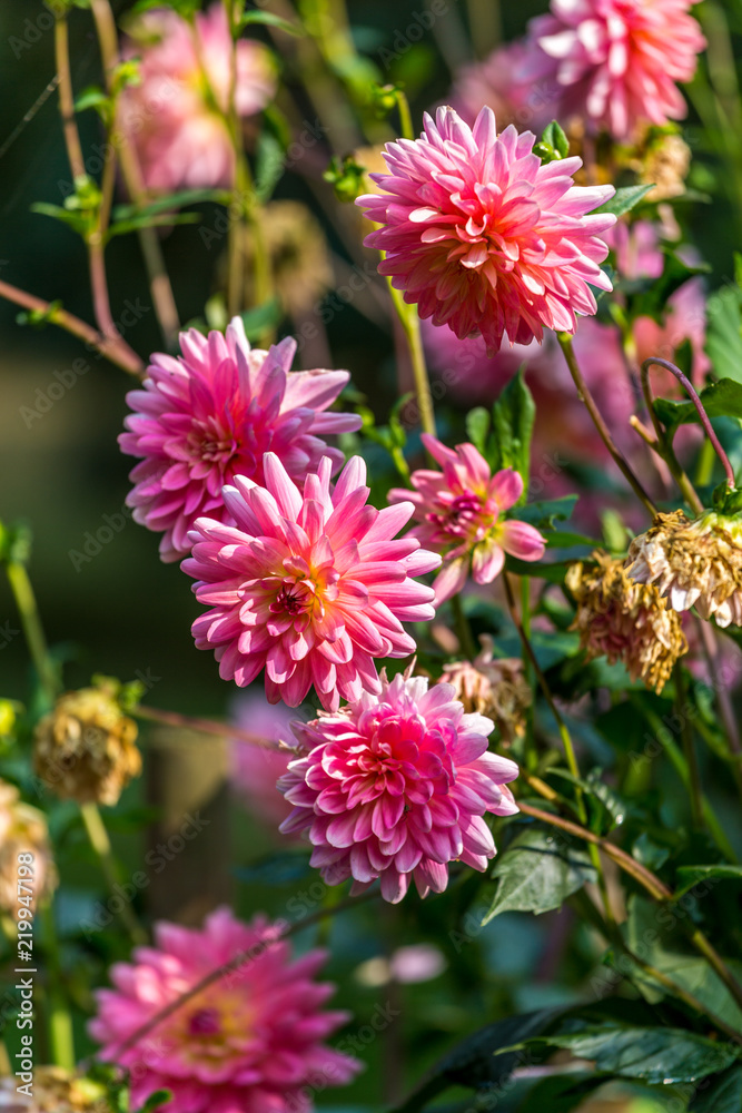 Fototapeta premium Dahlie