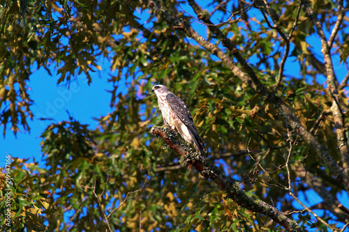 Juvenile Mississippi kite 