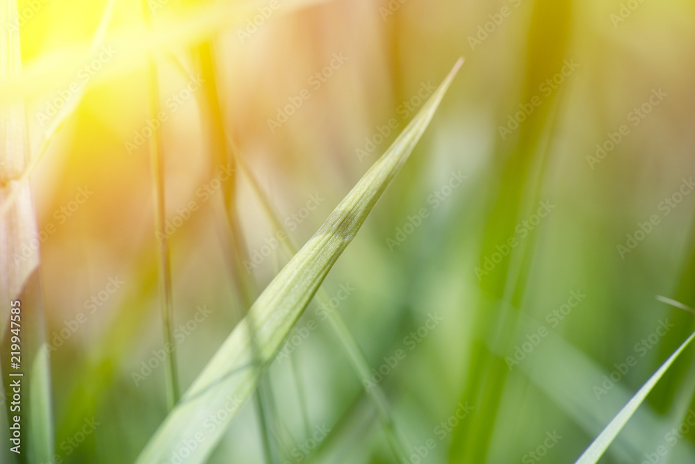 grass field close up with vibrant light background grass field close up with vibrant light background