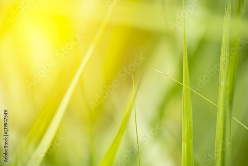 grass field close up with vibrant light background