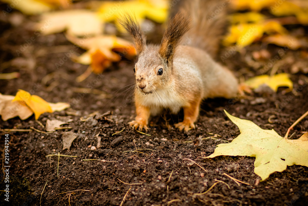 Cute and hungry squirrel looking for a chestnut in autumn scene. City park. Wild  animals in autumn, copy space. Colorful nature, fall season concept Stock  Photo | Adobe Stock